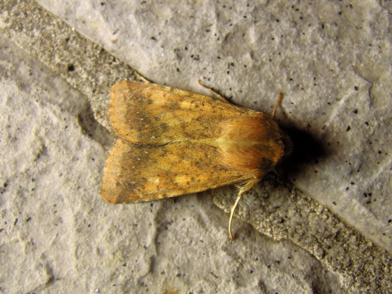 noctuide da id - Helicoverpa armigera